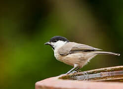 Mésange nonnette