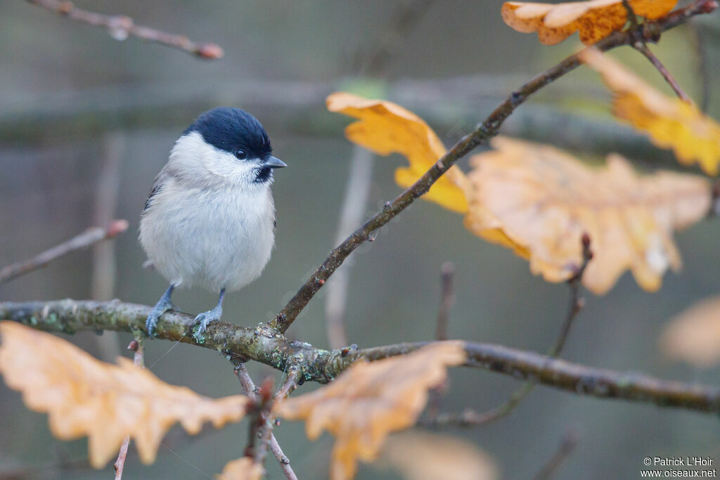 Mésange nonnette