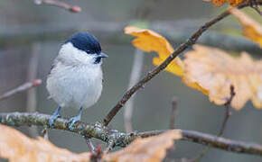 Marsh Tit