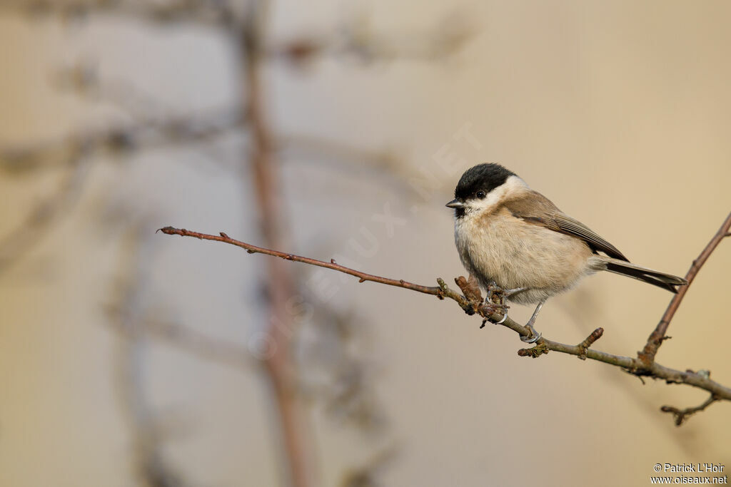 Mésange nonnette