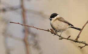 Marsh Tit