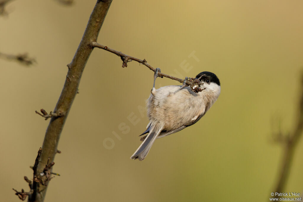 Marsh Tit