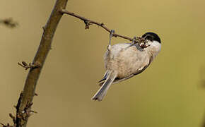 Marsh Tit