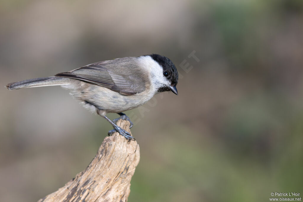 Mésange nonnette