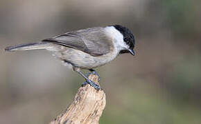 Marsh Tit