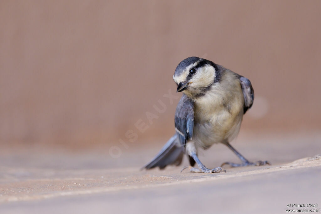 African Blue Titjuvenile