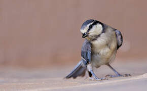 African Blue Tit