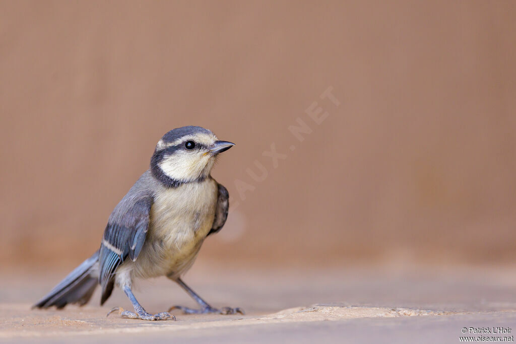 African Blue Tit