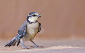 African Blue Tit