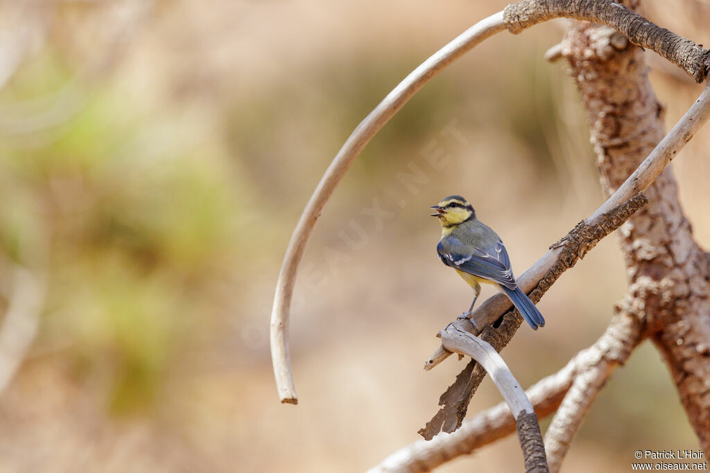 Mésange nord-africaine