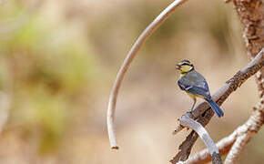 African Blue Tit