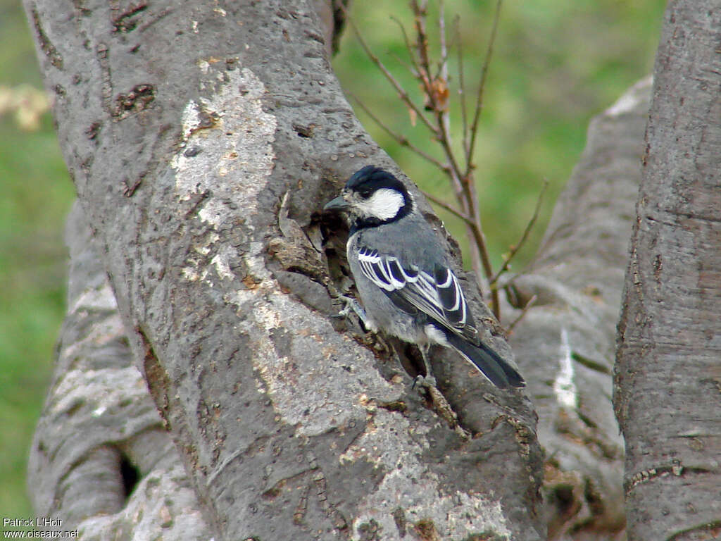 Mésange somalienneadulte, habitat, Nidification