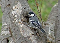 Acacia Tit