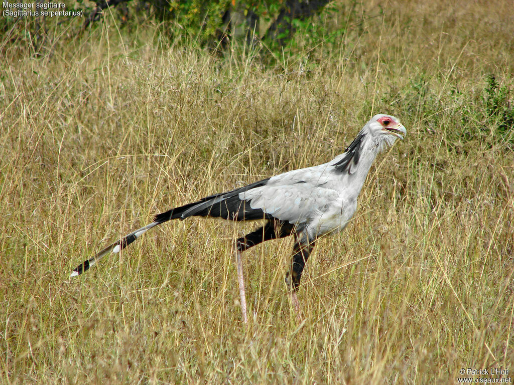 Secretarybird