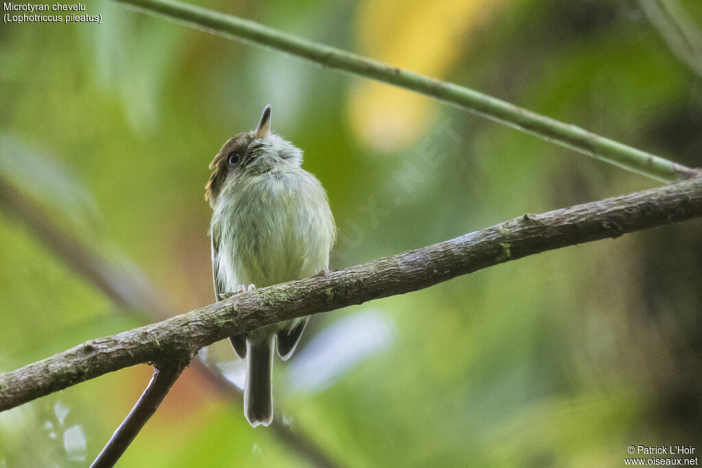 Scale-crested Pygmy Tyrant