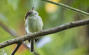 Scale-crested Pygmy Tyrant