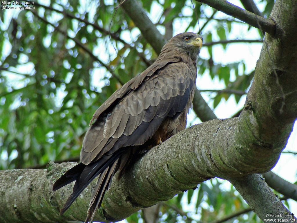 Yellow-billed Kite