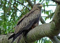 Yellow-billed Kite