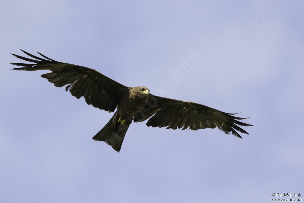 Yellow-billed Kite