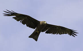 Yellow-billed Kite