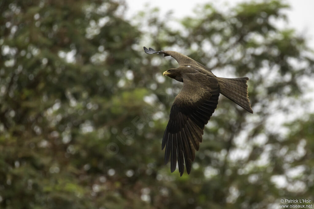 Yellow-billed Kite