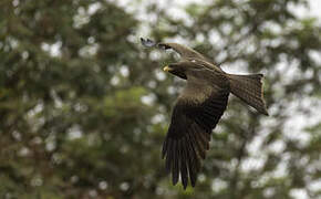 Yellow-billed Kite