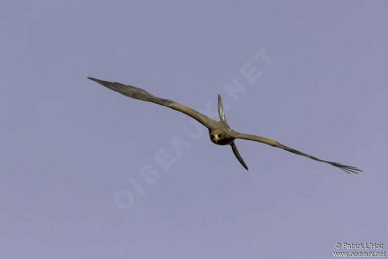 Yellow-billed Kite