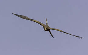 Yellow-billed Kite