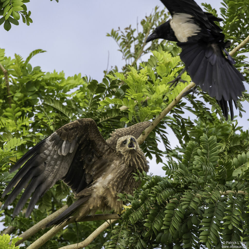 Yellow-billed Kite