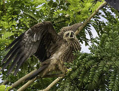 Yellow-billed Kite