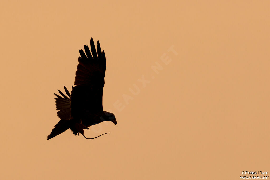 Yellow-billed Kite