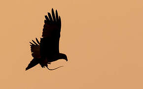 Yellow-billed Kite