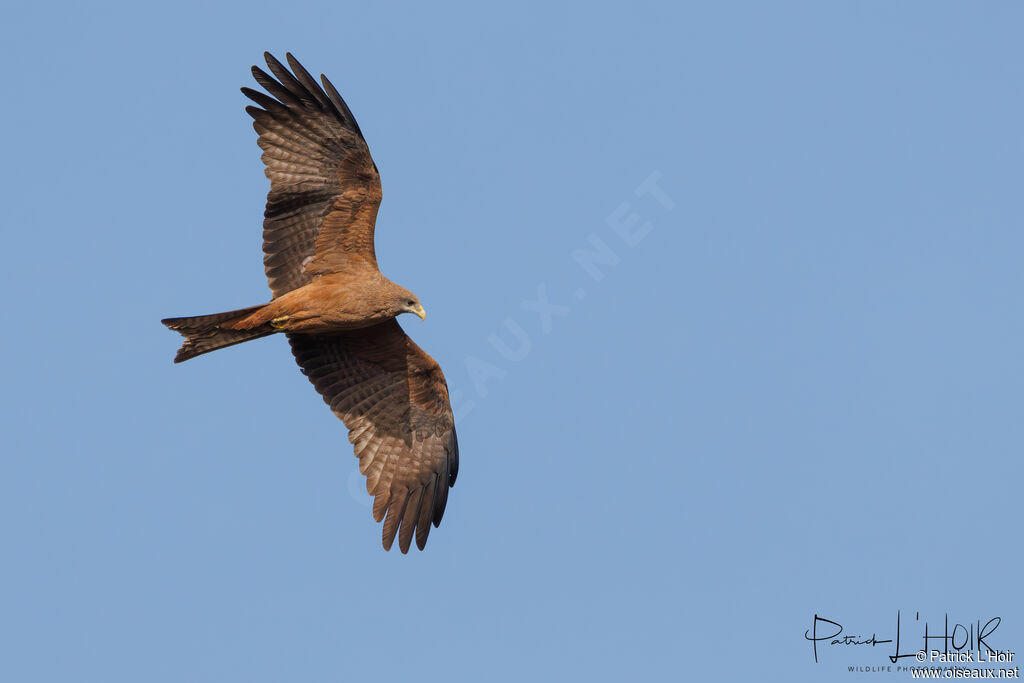 Yellow-billed Kite