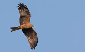 Yellow-billed Kite