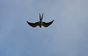 Swallow-tailed Kite