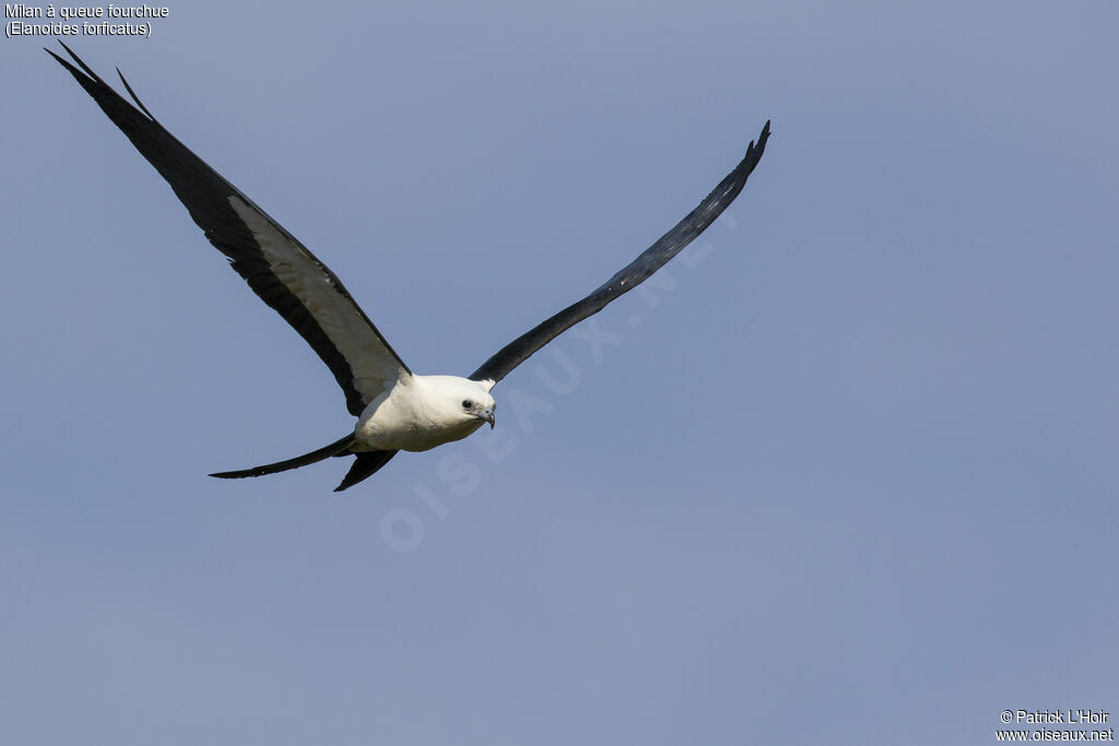 Swallow-tailed Kite