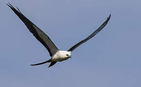 Swallow-tailed Kite