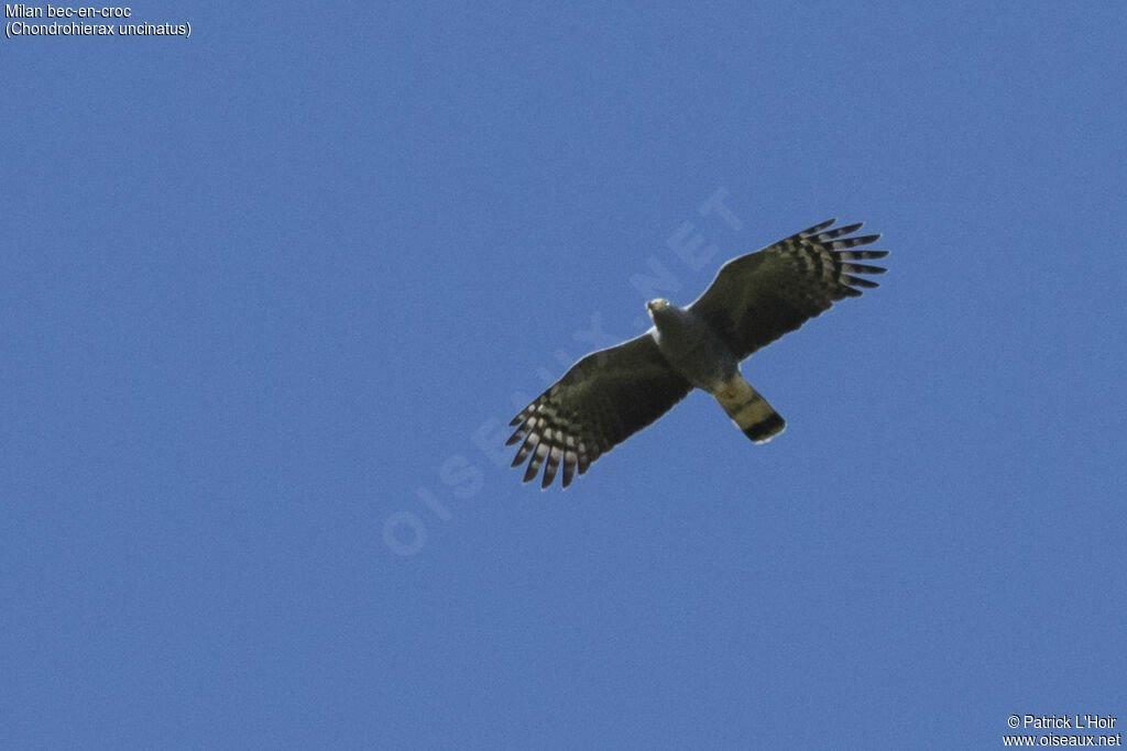 Hook-billed Kite