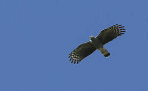 Hook-billed Kite