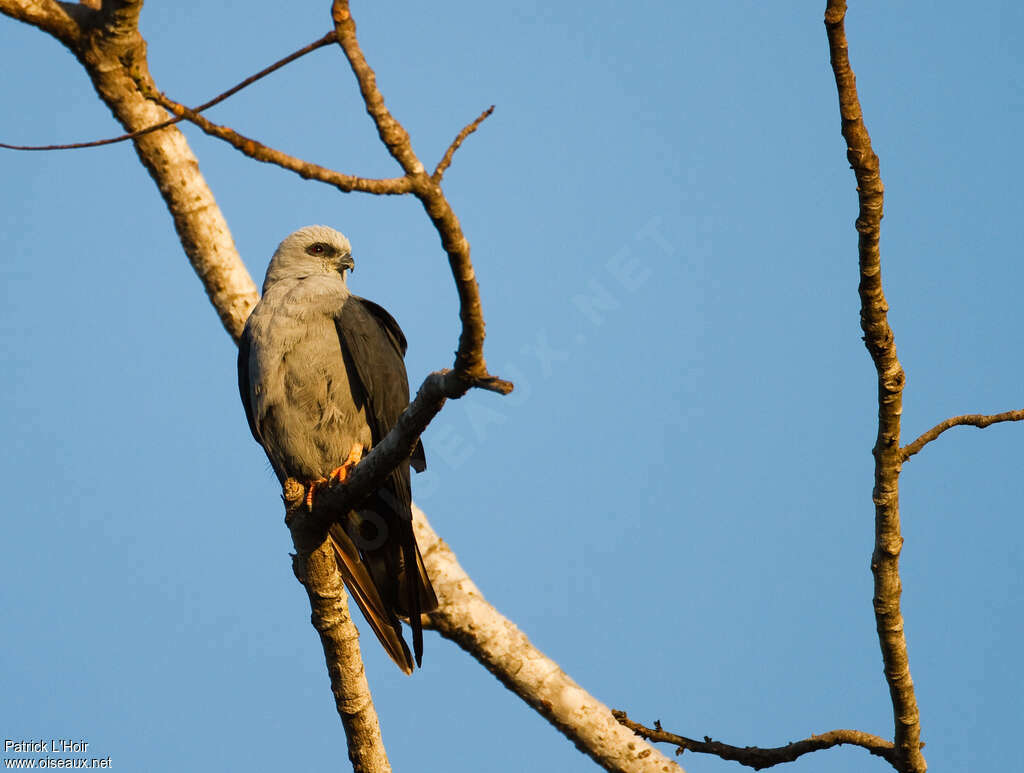 Plumbeous Kiteadult