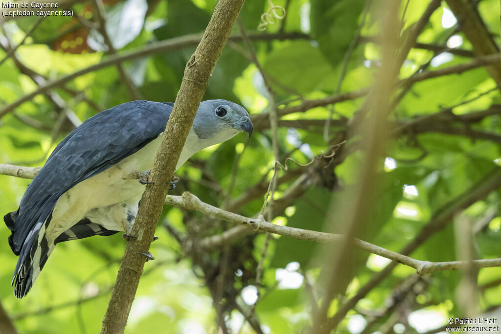 Grey-headed Kite