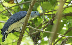 Grey-headed Kite