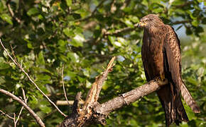 Black Kite