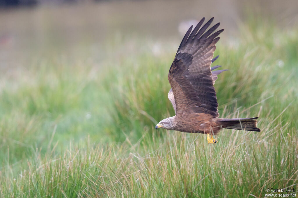 Black Kite