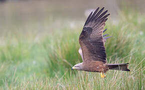 Black Kite