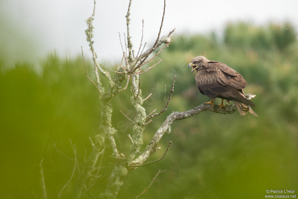 Black Kite