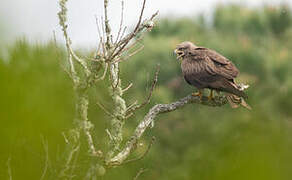 Black Kite