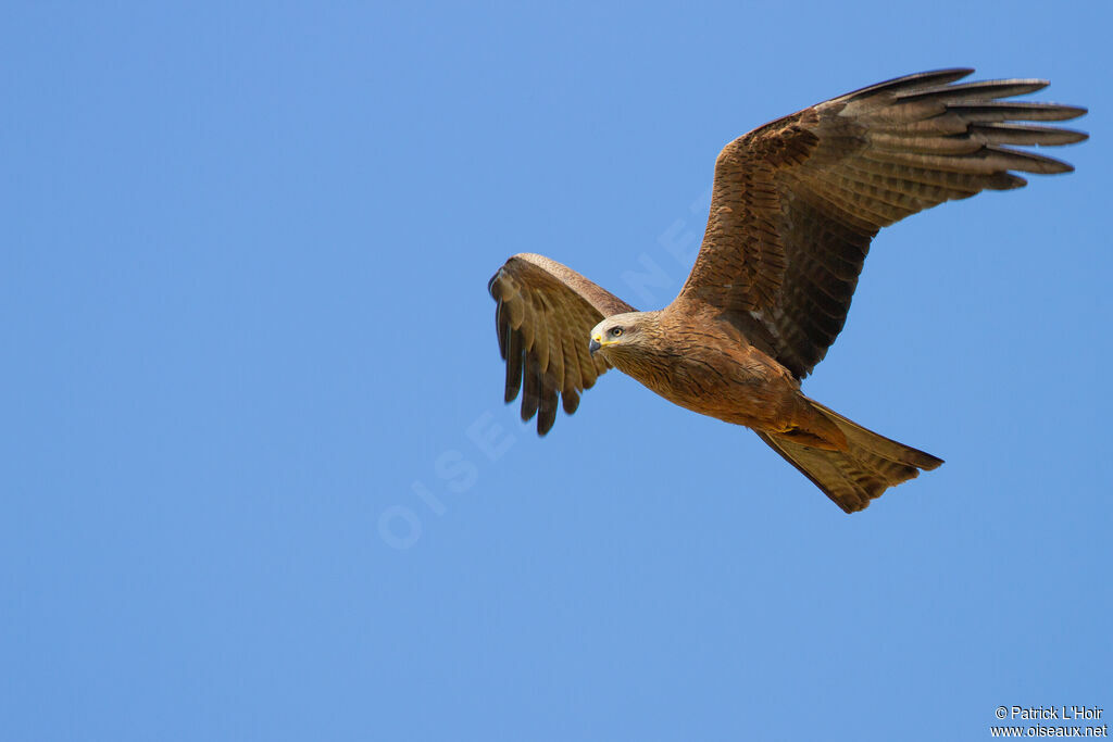 Black Kite