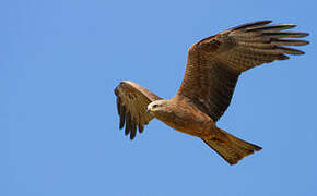 Black Kite