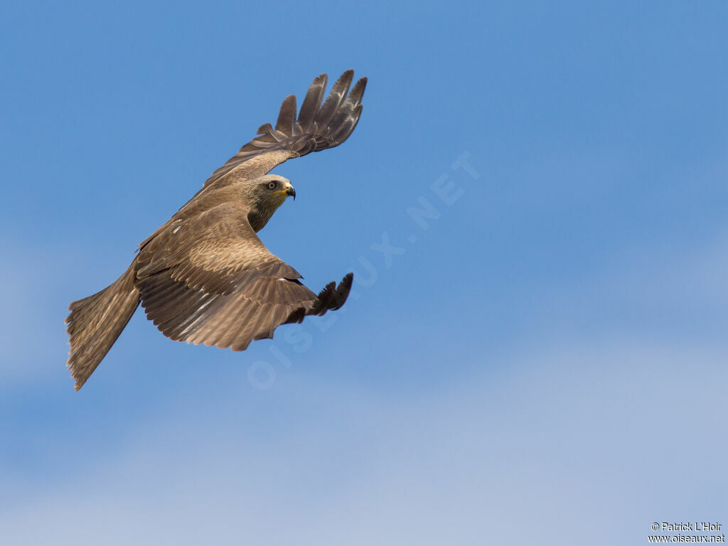 Black Kite